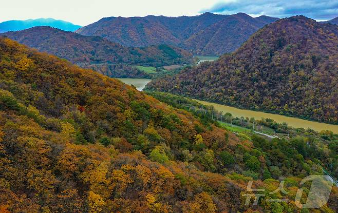 20일 강원도 평창군 대관령 송천 일대 산자락에 단풍이 물들고 있다. 2024.10.20/뉴스1 ⓒ News1 이재명 기자