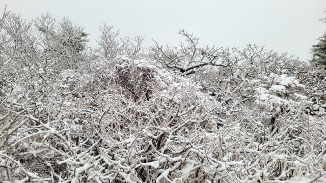 ▲ 설악산 중청대피소 첫눈. 설악산국립공원 제공