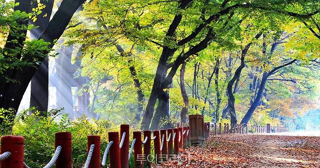 경상남도 함양 상림숲길/사진-산림청