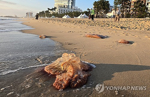 16일 강원 강릉시 경포해수욕장 백사장에 독성 해파리인 노무라입깃해파리가 백사장 곳곳에서 발견되고 있다. 국립수산과학원은 노무라입깃해파리의 국내 바다 유입량이 역대 최대를 기록했다고 밝혔다. [연합뉴스]