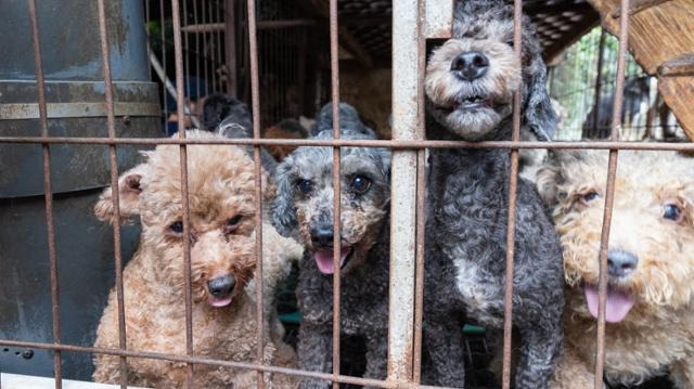 부산 강서구 대저동 불법 번식장에는 열악한 환경에서 이른바 돈 되는 품종견들을 기르고 있었다. 루시의친구들 제공