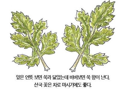 우리 주변 식물들의 비밀 이야기 55 가을 국화