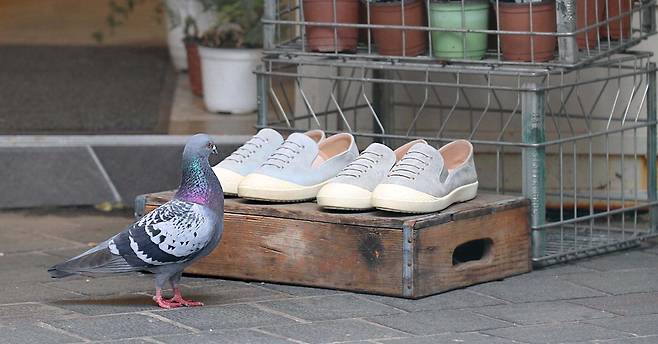 기 한산한 명동 거리에 비둘기 한 마리가 쇼핑이라도 하는 것처럼 진열돼 있는 신발을 살펴보고 있습니다. 비둘기 손님보다 사람 손님이 더 많아지는 날이 하루빨리 오기를 바랍니다.  이충우 기자