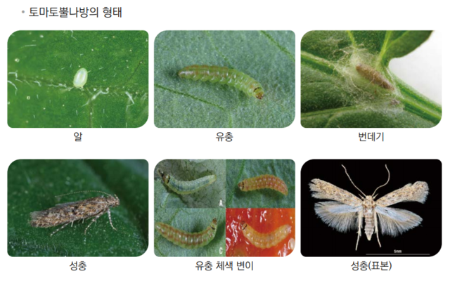 토마토뿔나방의 모습. 농촌진흥청