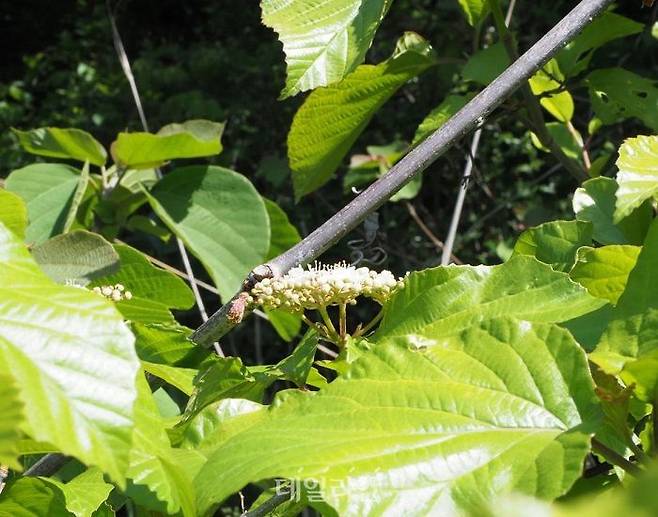 푸른가막살과 가막살나무 자연교잡으로 형성된 식물 모습. ⓒ국립호남권생물자원관