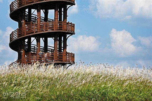 시흥 갯골생태공원의 상징 흔들전망대 주변으로 억새가 하늘거리고 있다.