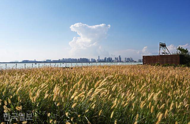 배곧한울공원에 심은 수크령이 가을 분위기를 물씬 풍긴다.