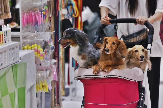 A visitor pushes her dog in a stroller at a pet industry expo held at Kintex in Goyang, Gyeonggi, on May 19, 2023. [YONHAP]