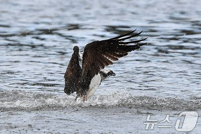 25일 경북 포항시 남구 연일읍 형산강에서 멸종위기 2급 물수리가 물고기 사냥을 하고 있다. 2024.10.25/뉴스1 ⓒ News1 최창호 기자