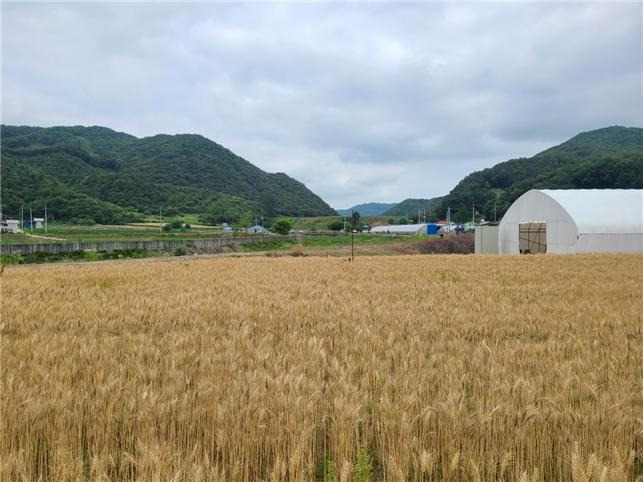 청주시 밀 생산 거점단지.