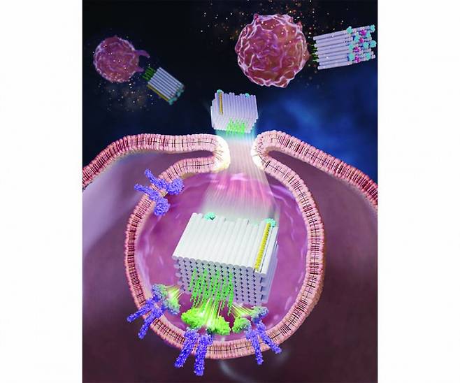 DNA 종이접기 기술은 첨단 바이오 산업에 응용된다. DNA 종이접기 기술로 만든 암 백신 '도리백'(직육면체)이 암세포에 작용하는 모습이다. KIST 제공