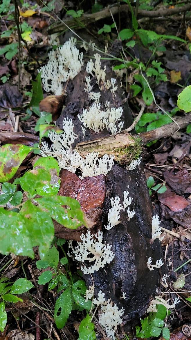 미국 스미스소니언 환경연구센터에서 발견되는 싸리버섯류(White Coral Fungi). 신혜우 제공