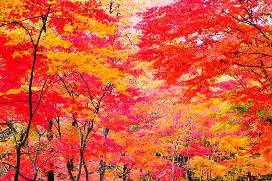 2022년.순창 강천산 애기단풍이 붉게 타오른 모습. [사진 순창군]