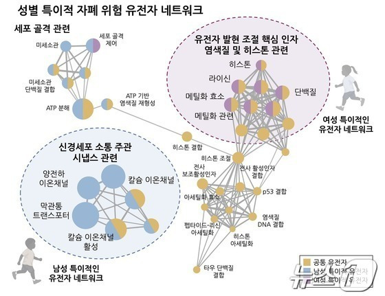 성별 특이적인 자폐 연관 유전자 네트워크.(고려대 제공)/뉴스1