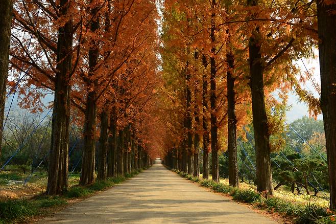 메타세쿼이아 가로수길 [전남산림연구원 제공]