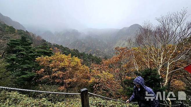 [제주=뉴시스] 임재영 기자 = 27일 오전 한라산 고지대인 해발 1600~1750m 탐라계곡 일대에서는 단풍이 절정을 향했다. 물 머금은 바위, 안개와 어우러지면서 신갈나무의 단풍 빛이 더욱 화려하다. 2024.10.27. ijy788@newsis.com