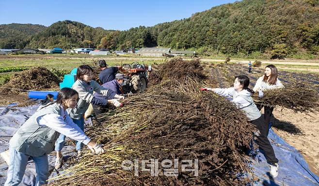 대한항공은 25일 ‘1사1촌’ 자매결연을 맺고 있는 강원도 홍천군 명동리 마을에서 가을 맞이 농촌 일손돕기 봉사활동을 실시했다.(사진=대한항공)