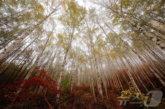 28일 강원 인제군 인제읍 원대리 자작나무숲 일대가 가을을 맞아 하얀 자작나무와 올긋불긋한 단풍이 어우러져 이색적인 경관을 뽐내고 있다.(인제군 제공) 2024.10.28/뉴스1 ⓒ News1 이종재 기자