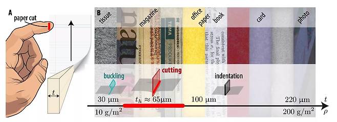 손가락이 가장 잘 베이는 종이는 실험 결과 과학 저널에 쓰는 두께 65㎛ 정도 종이로 나타났다. 그보다 얇으면 바로 휘어지고, 두꺼우면 압력이 분산돼 상처를 주지 않았다./덴마크 공대