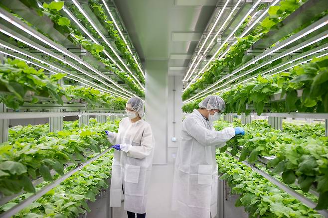 바이오앱의 그린백신 생산용 담뱃잎 재배실 전경. /포스코인터내셔널 제공