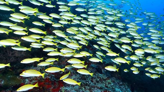 물고기들은 난류를 만나면 무리 지어 헤엄친다. 마치 사이클 선수들이 펠로톤 밀집대형을 이루는 것과 같다./Deposit Photo