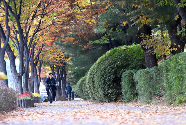 ▲ 28일 춘천 퇴계동의 거리 가로수가 알록달록 단풍이 들며 가을이 깊어짐을 느끼게 하고 있다. 김정호