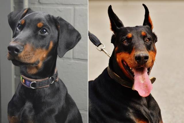단이수술을 하기 전 도베르만 모습(왼쪽), 오른쪽은 단이수술을 하고 난 뒤의 모습이다. 일부 견주들은 도베르만이 날렵해 보이도록 단이수술을 받게 한다. 픽사베이 제공