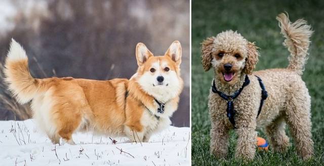 짧은 꼬리를 가진 모습이 익숙한 웰시코기와 푸들도 본래는 길고 풍성한 꼬리를 갖고 있다. 픽사베이 제공