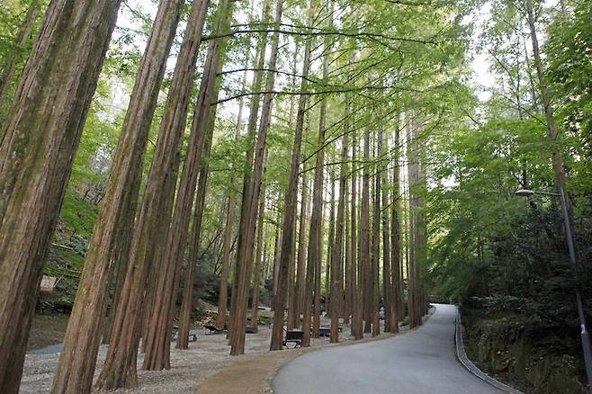 '장태산 자연 휴양림'의 메타세쿼이아 숲 (사진=한국관광공사) *재판매 및 DB 금지