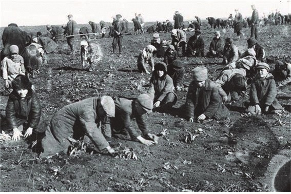 얼어붙은 감자를 캐는 어린이들. 1930년대 초반 극심한 기근으로 우크라이나에서 350만명이 굶어 죽는 비극이 벌어졌다. [사진 | 위키피디아]