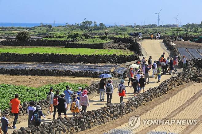 제주밭담축제 걷기 행사  [연합뉴스 자료사진]