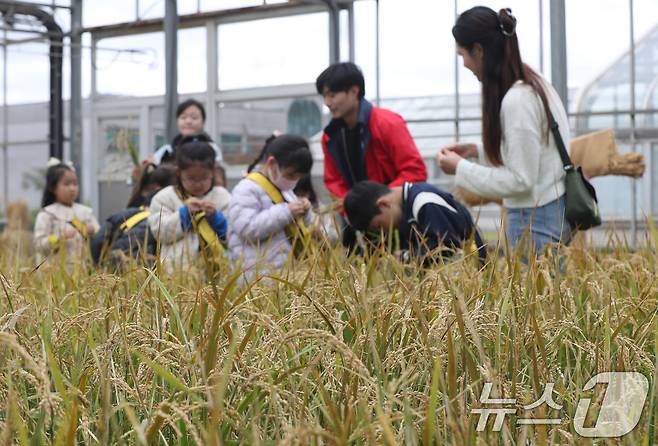 29일 경기지역은 밤의 기온차가 내륙을 중심으로 10도 내외로 클 것으로 예상된다. 사진은 지난 23일 오전 경기 수원시 권선구 국립식량과학원 중부작물부 작물연구동에서 열린 '어린이 초청 벼베기, 탈곡 체험 행사'에서 아이들이 벼베기 체험을 하고 있는 모습. 2024.10.23/뉴스1 ⓒ News1 김영운 기자