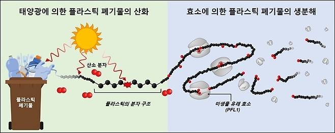 플라스틱 폐기물 생분해 효소 분해 과정 모식도(한국과학기술연구원 제공)