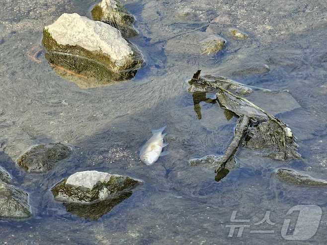 29일 오전 북구 임동 서방천 인근에서 물고기 400여 마리가 죽은 채 발견돼 북구 등 관계당국이 방재작업을 하고 있다.(광주 북구 제공)2024.10.29/뉴스1