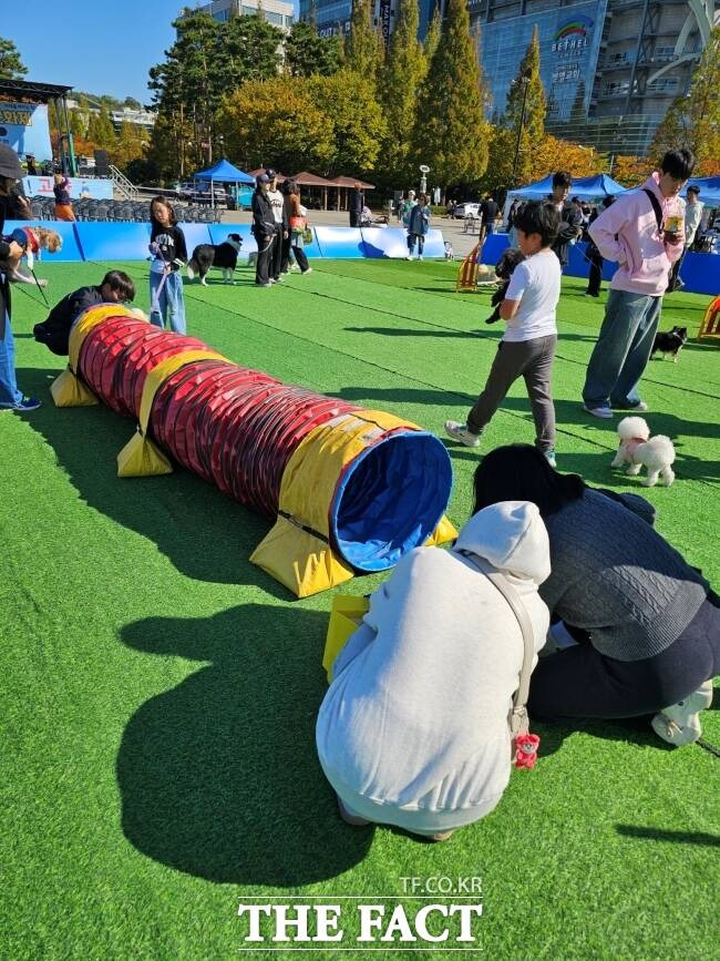 지난 26일 고양시 일산문화광장에서 진행된 ‘2024 고양 동물교감치유 문화제’에 참여한 시민들이 반려동물들과 함께 어질리티를 체험하고 있다./고양시