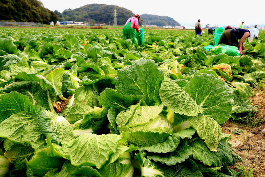 수확 예정인 가을배추. 농림축산식품부 제공