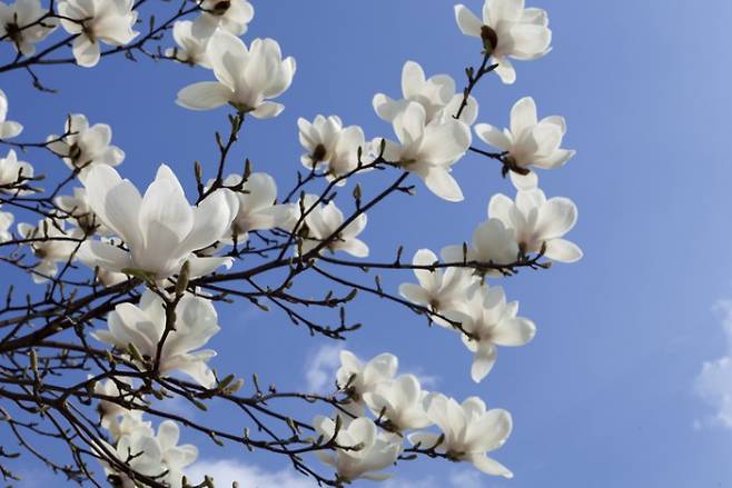 목련이 사라질 위기에 놓였다는 보고서가 제시됐다. phototake/게티이미지뱅크 제공.