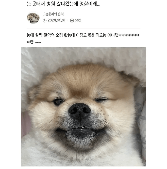 image-1.png 눈 못떠서 병원 갔다왔는데 엄살이래...jpg