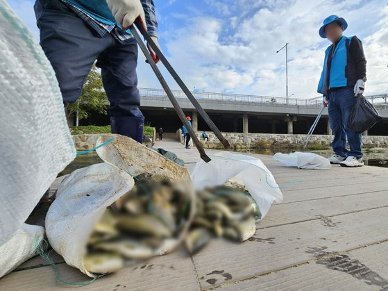 29일 오전 광주 북구 임동 서방천 일원에서 붕어 등 물고기 500여 마리가 집단 폐사해 북구청 직원들이 수거 작업을 벌이고 있다. 연합뉴스