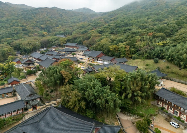 이상기후가 지속되면서 울긋불긋한 단풍이 점점 자취를 감추고 있다. 사진은 국제신문 취재진이 29일 항공촬영한 부산 금정산 범어사 일대 수목이 푸른 빛을 띠고 있는 모습.  이원준 기자