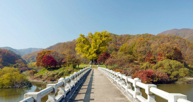 1966년 천연기념물로 지정된 안동 용계리 은행나무는 우리나라 은행나무 중에서도 수령이 오래되고 규모가 크고 높은 학술적·민속적 가치까지 지녔다.   안동시 제공