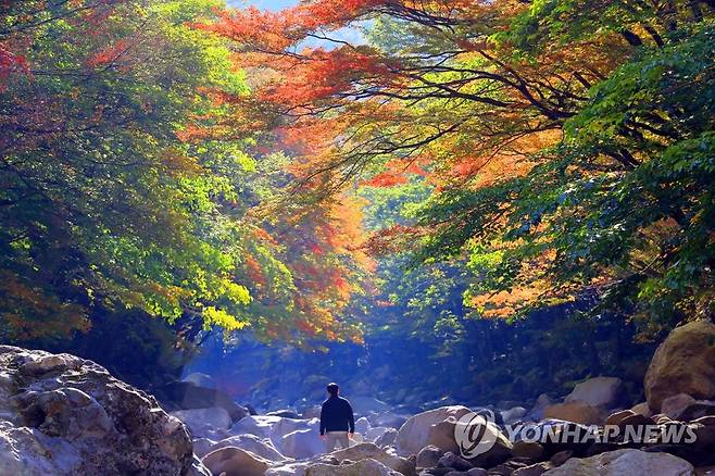 제주 한라산 천아숲길 단풍 [연합뉴스 자료사진]