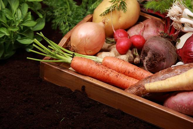 뿌리채소는 비타민, 미네랄은 물론 세포를 보호하는 강력한 항산화 성분이 가득해 체내 깊숙이 건강 에너지를 채워준다. [사진= 게티이미지뱅크]