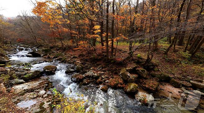 지난 29일 오후 강원 인제군 기린면 방태산 이단폭포 일대가 울긋불긋한 단풍으로 물들면서 아름다운 가을 풍경을 연출하고 있다.(인제군 제공)2024.10.30/뉴스1 ⓒ News1 윤왕근 기자