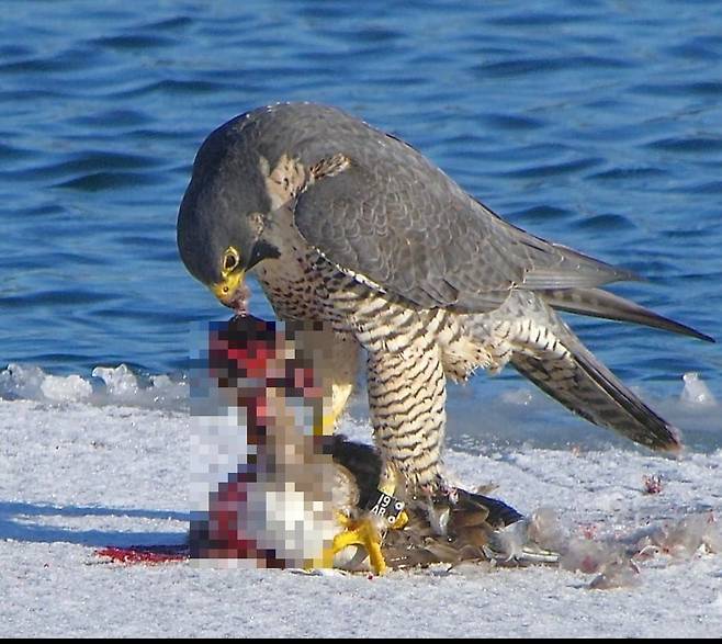 매가 사냥한 오리를 잡아먹고 있다./Canadian Peregrine Foundation