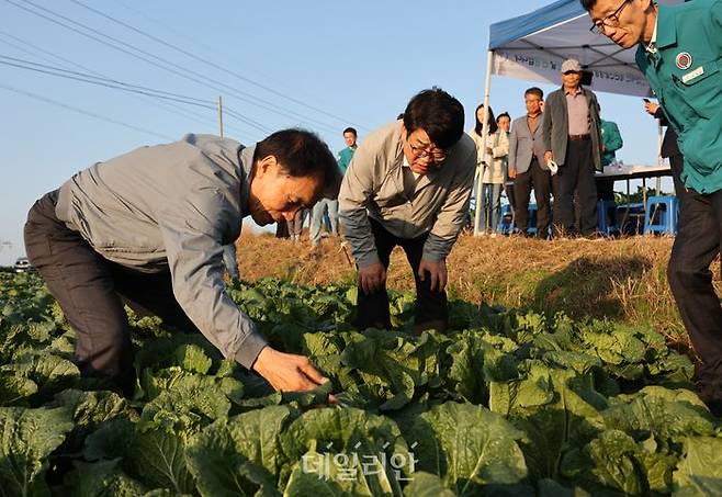 권재한 농촌진흥청장은 전북 고창군 가을배추 재배지에서 생육상황을 살펴봤다. ⓒ농촌진흥청