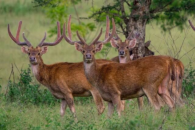 ‘유입주의 생물’에 새로 포함된 티모르사슴. 위키피디아코먼스.