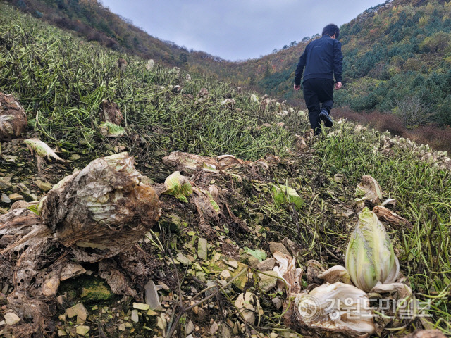 지난 20일 정선 화암면 백전리의 한 배추밭에 올여름 폭염과 병해를 견디지 못하고 망가진 배추가 그대로 남아 있다. 망가진 배추 사이로 잡초풀이 무성하게 자랐다. 이설화