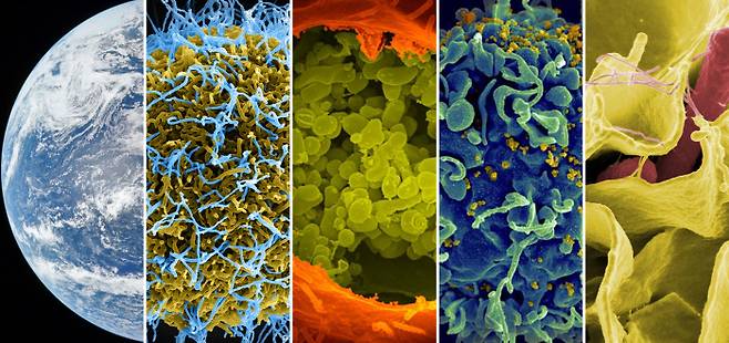 지구에 최초의 생명이 탄생했을 때부터 지금까지 모든 생명체는 가혹하고 불안정한 환경에서 적응하며 살고 있다. 유전적으로 다양한 변이를 발생시키며 번식하는 개체군일수록 환경 적응에 유리했고, 이는 생물학적 다양성이라는 결과를 낳았다. 사진은 우주에서 바라본 지구와 에볼라, 인간면역결핍(HIV) 등 병원성 바이러스 및 박테리아의 전자현미경 사진이다. 미 항공우주국·국립보건원 제공