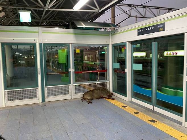 [양산=뉴시스] 안지율 기자 = 29일 오후 경남 양산시 호포역에 출몰해 난동부린 멧돼지의 사체. (사진=경남소방본부 제공). 2024.10.30. photo@newsis.com *재판매 및 DB 금지